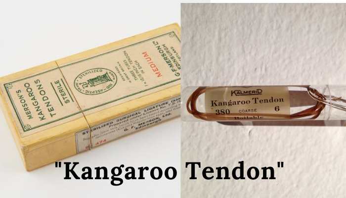 kangroo tendon absorbable sutures